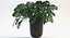 Folhas de Monstera