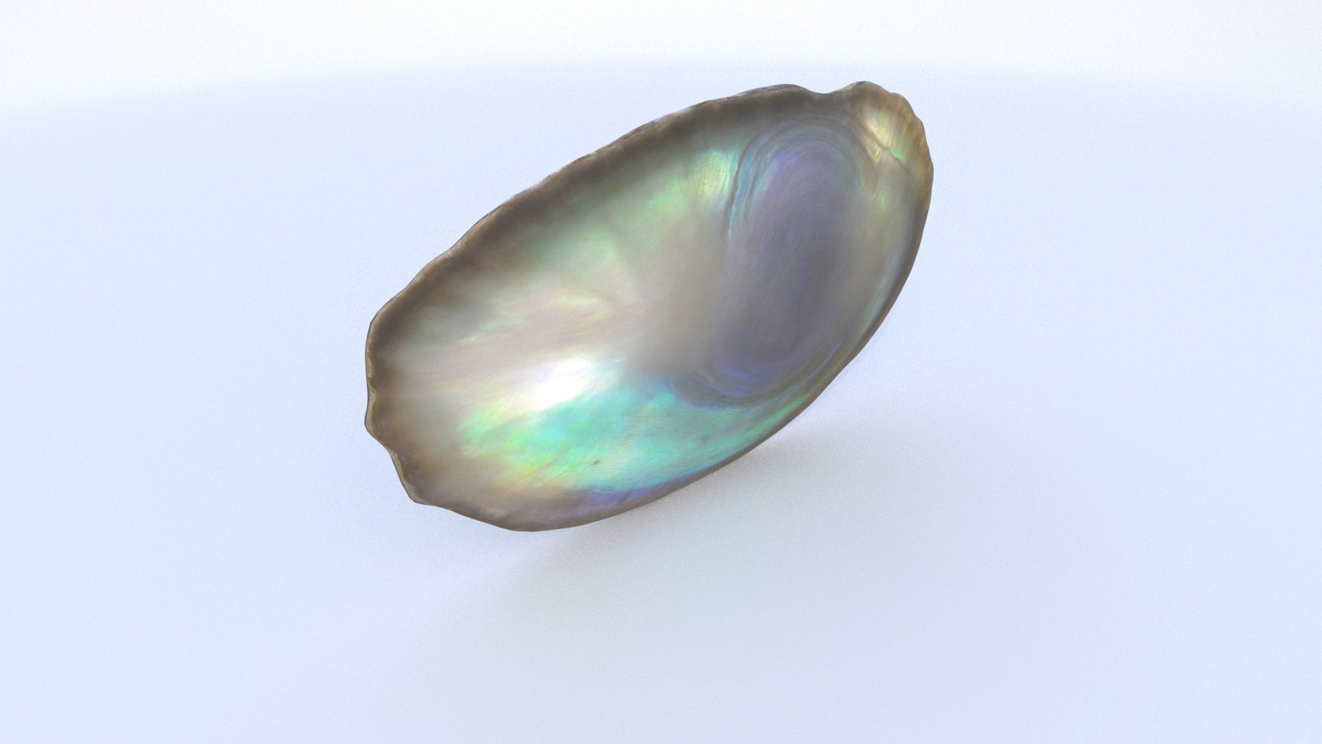 3D Abalone - TurboSquid 2338805
