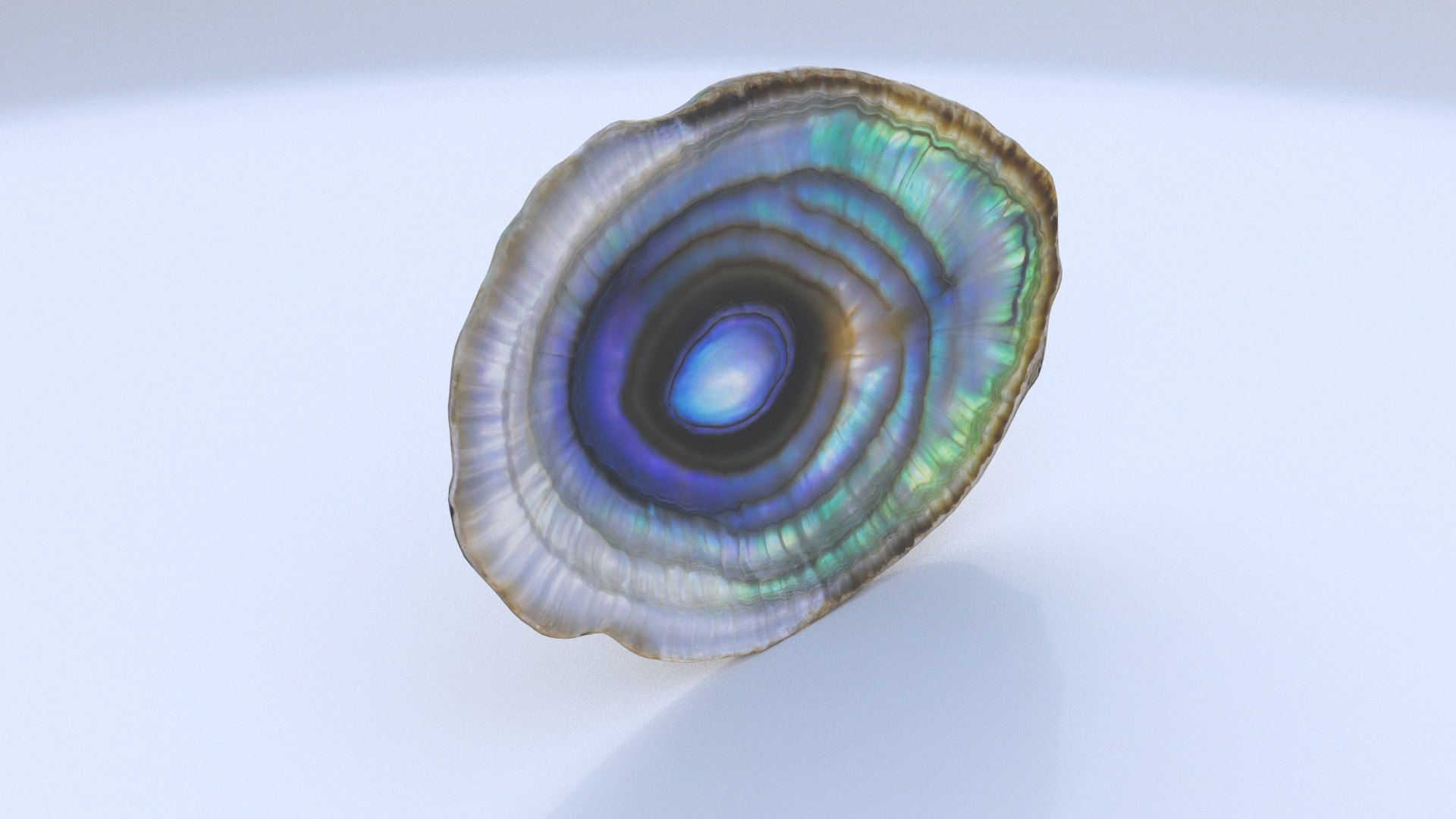 3D Abalone - TurboSquid 2338805