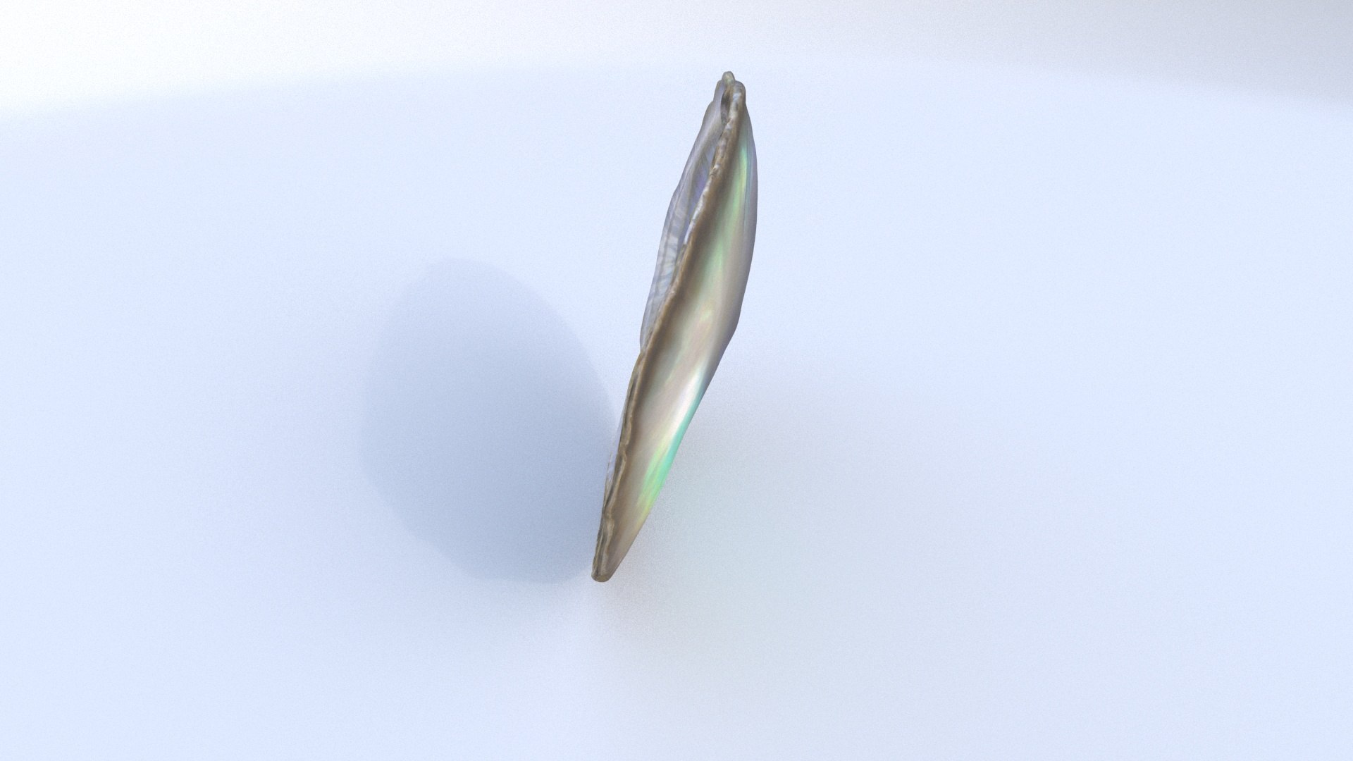 3D Abalone - TurboSquid 2338805