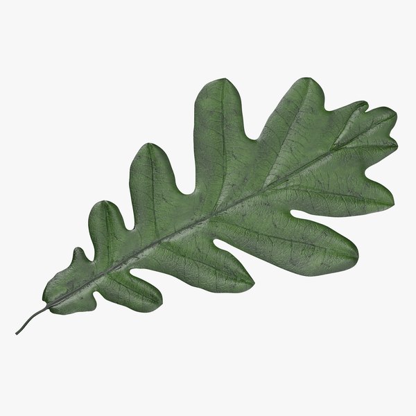 Oak Leaves 3D Models for Download TurboSquid