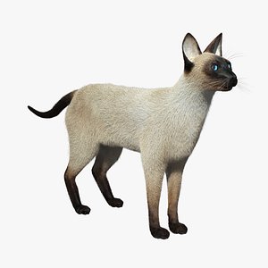 3ds max siamese cat fur
