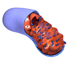 3d mitochondrion cells