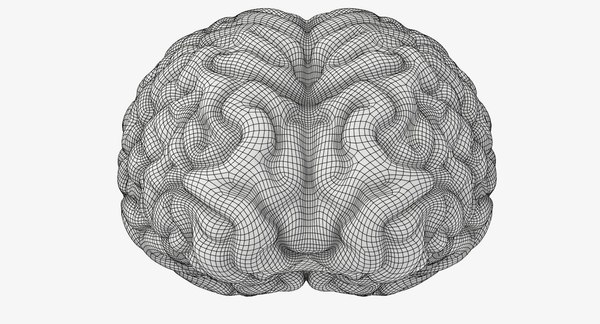 3d Human Brain