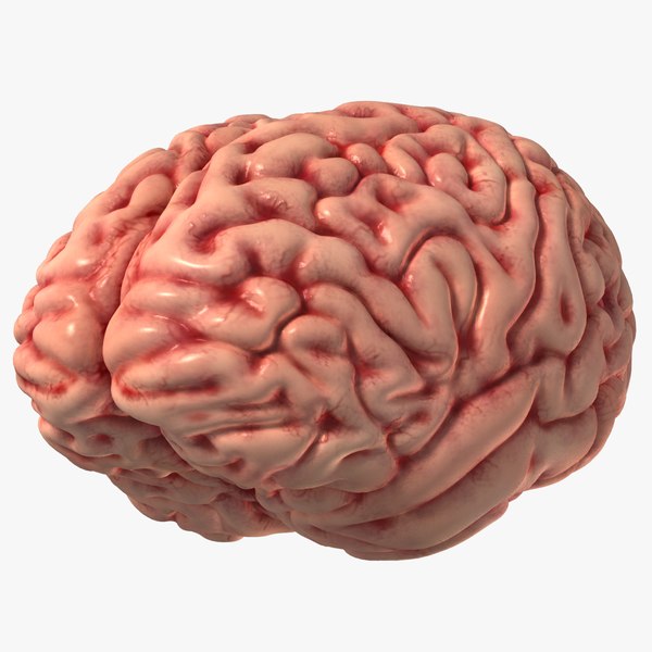 3d human brain