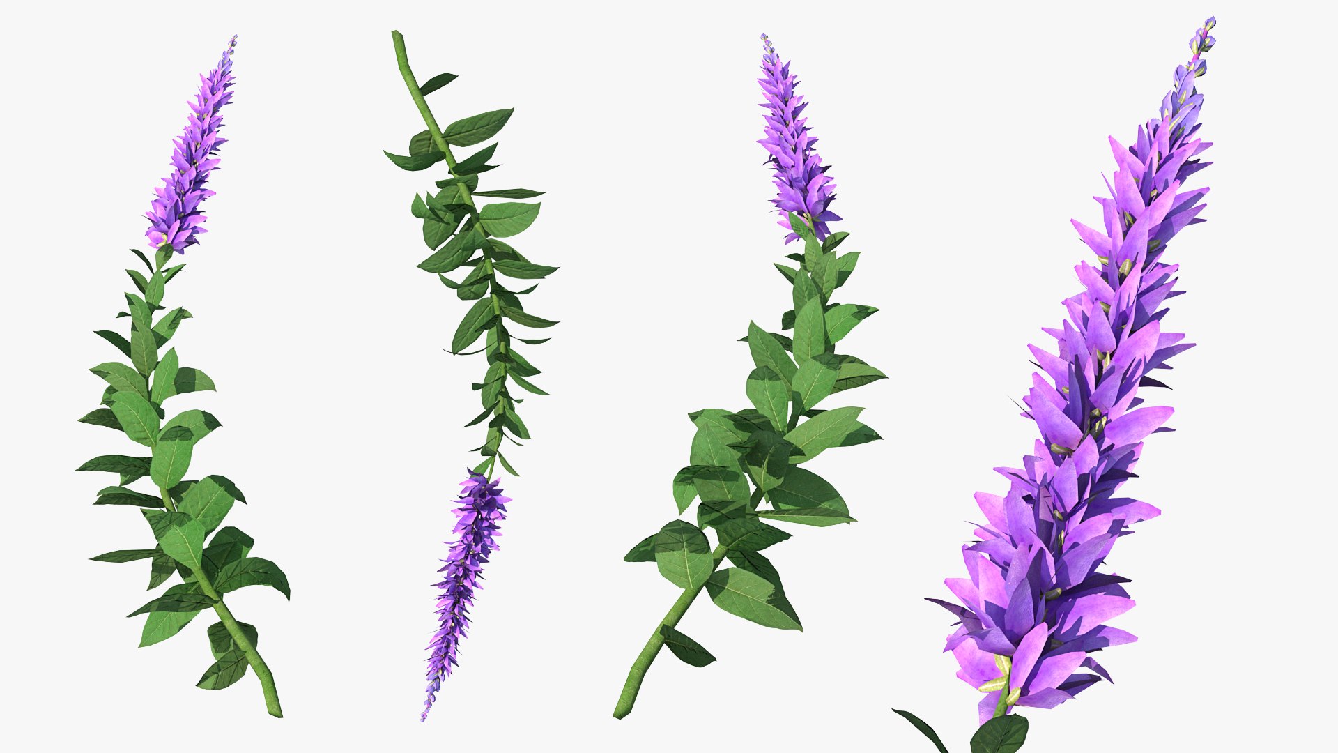 Stem of Blooming Meadow Sage 3D model preview