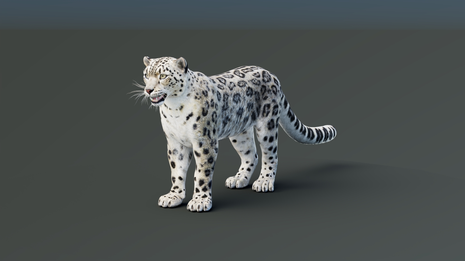 3D snow leopard 2 rigged https://p.turbosquid.com/ts-thumb/XX/RrBGzd/7F/snowleopard3dmodel360/jpg/1791379704/1920x1080/turn_fit_q99/836ceed8cfa3856d6ad14d2a1505da82eee6497d/snowleopard3dmodel360-1.jpg