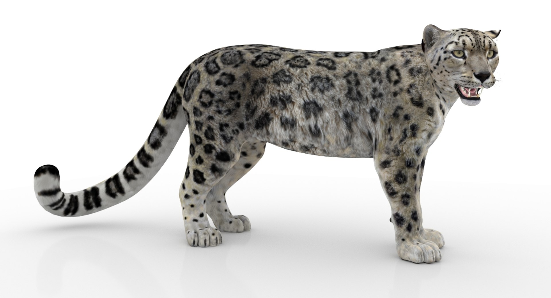 3D snow leopard 2 rigged https://p.turbosquid.com/ts-thumb/XX/RrBGzd/Ah3BmcAC/snow_leopard_3d_model02/jpg/1550559465/1920x1080/fit_q87/ff90e49b0ee10a7a1ec9203ae64c601768f80fce/snow_leopard_3d_model02.jpg