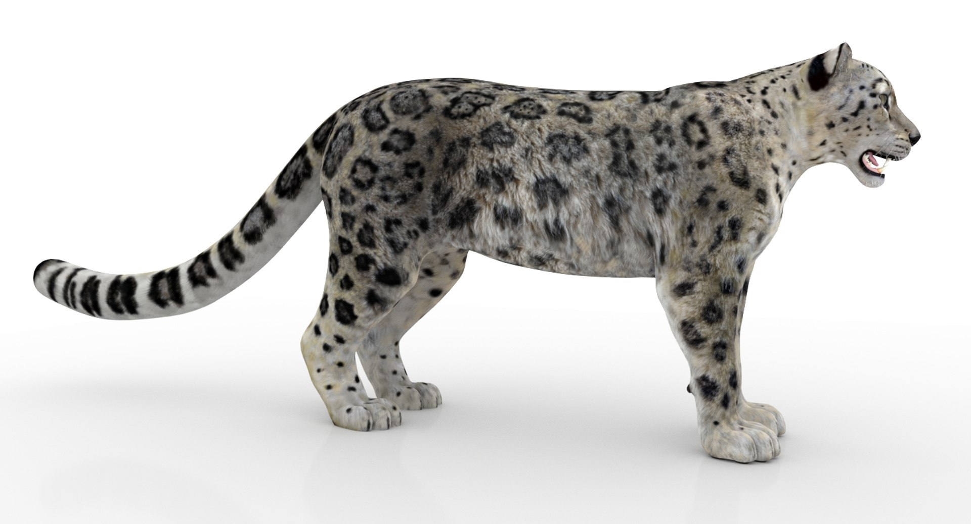 3D snow leopard 2 rigged https://p.turbosquid.com/ts-thumb/XX/RrBGzd/Cr5FUcyQ/snow_leopard_3d_model07/jpg/1550559465/1920x1080/fit_q87/d359252b2dc96d1c315c0385d0ad7ee66056ac6d/snow_leopard_3d_model07.jpg