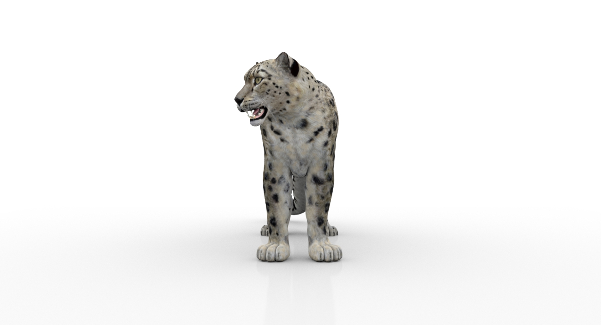 3D snow leopard 2 rigged https://p.turbosquid.com/ts-thumb/XX/RrBGzd/HfN0X6OK/snowleopard/jpg/1550559894/1920x1080/turn_fit_q99/900376a8d258629bf628e5a3b689cc40b415d75c/snowleopard-1.jpg