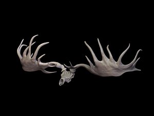 3d megaloceros giganteus