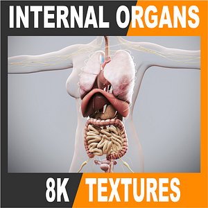 3ds human female anatomy -