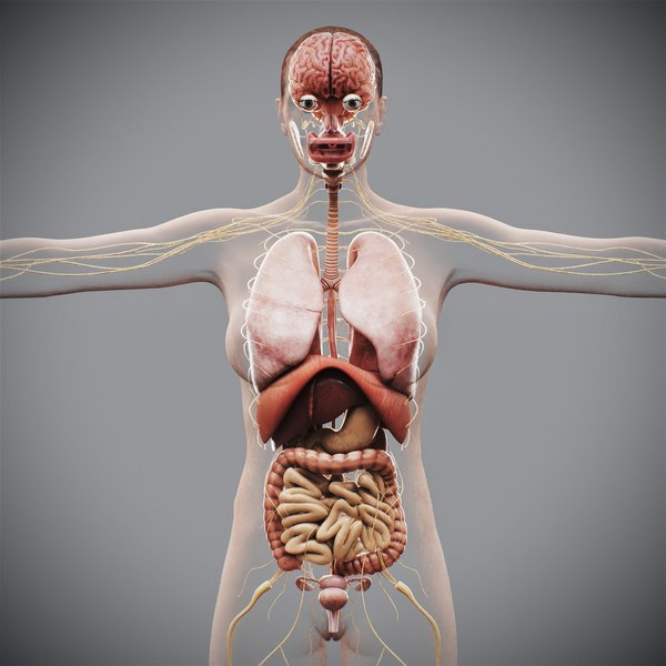 ANATOMY - FEMALE 解剖学模型 人体女性解剖学- 身体，骨骼和内脏3D模型- TurboSquid 603695