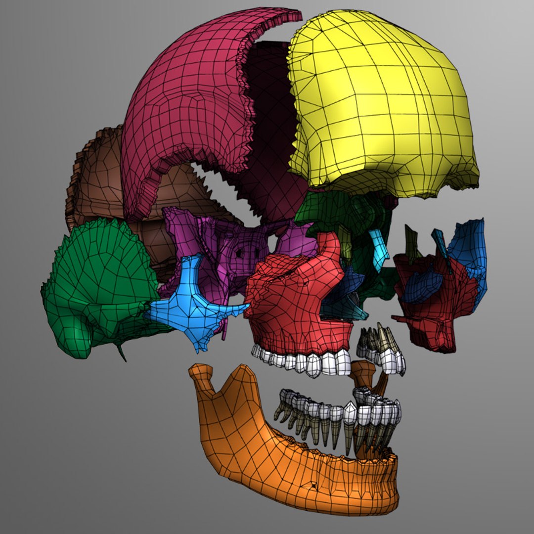 Male Head Anatomy Skeleton 3d Model