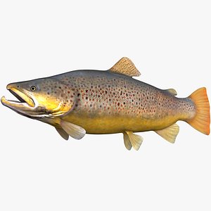 large brown trout
