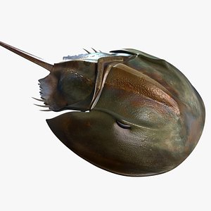 3d model limulus alaskan king