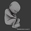Foetus en développement