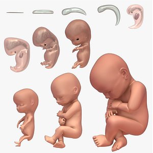 Developing Fetus