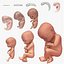 Foetus en développement