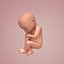 Foetus en développement