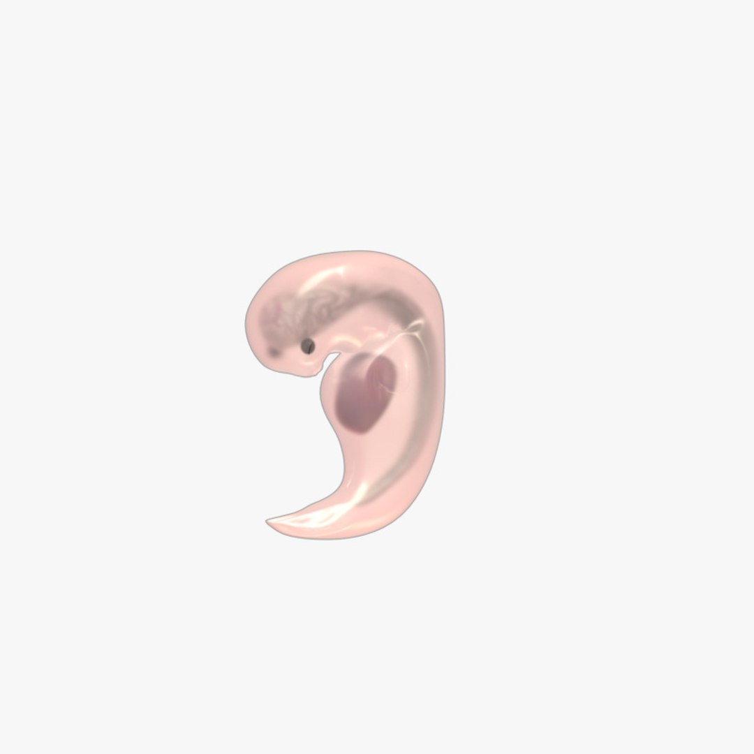 3d fetus develops https://p.turbosquid.com/ts-thumb/XY/29zGa2/MZfiMsiX/fetus_05/jpg/1394648676/1920x1080/fit_q87/d68477d0ad8b90648ac3aafeb1d24f889fe7ba46/fetus_05.jpg