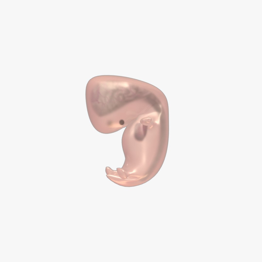 3d fetus develops https://p.turbosquid.com/ts-thumb/XY/29zGa2/Mbj6pnm9/fetus_06/jpg/1394648676/1920x1080/fit_q87/cc7a15dc3ba6e2bdb14a8cd6169853493e7a5079/fetus_06.jpg
