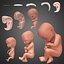 Foetus en développement