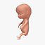 Foetus en développement