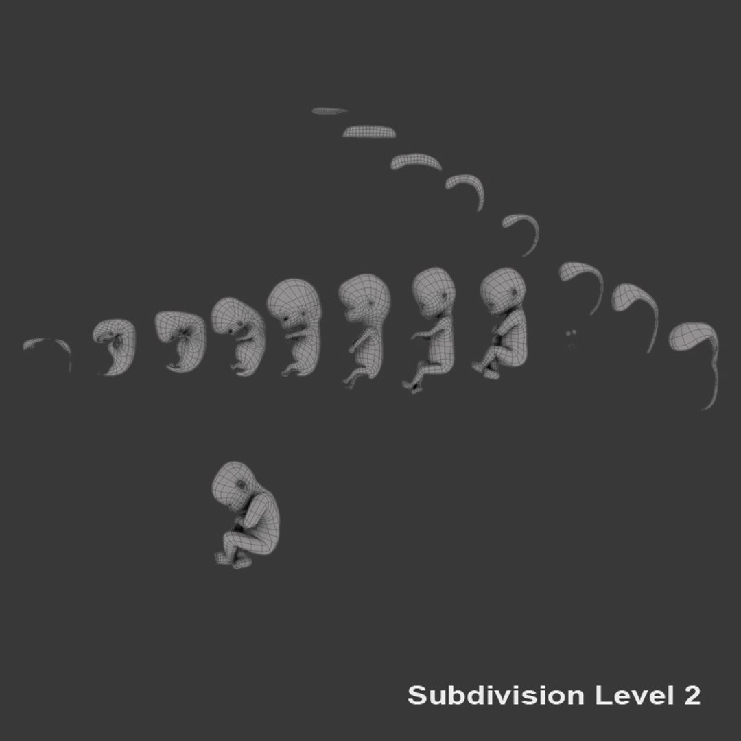 3d fetus develops https://p.turbosquid.com/ts-thumb/XY/29zGa2/tLoIX1s4/fetus_line_05/jpg/1394652067/1920x1080/fit_q87/4cf2c70bec677d59d9226660545d6c2c651349fc/fetus_line_05.jpg