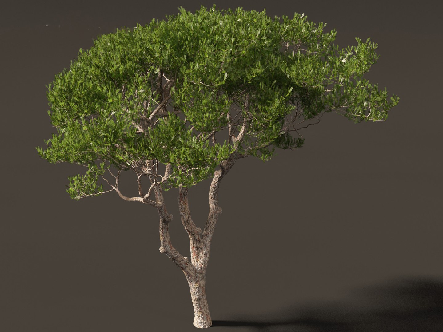 Pinus pinea - Stone pine 3D https://p.turbosquid.com/ts-thumb/XY/2NmDqk/1A/pinuspinea0113/jpg/1695826450/1920x1080/fit_q87/bacbab73fff73100fe3708a25c85d7b95f7790d0/pinuspinea0113.jpg