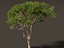 Pinus pinea - Pino piñonero