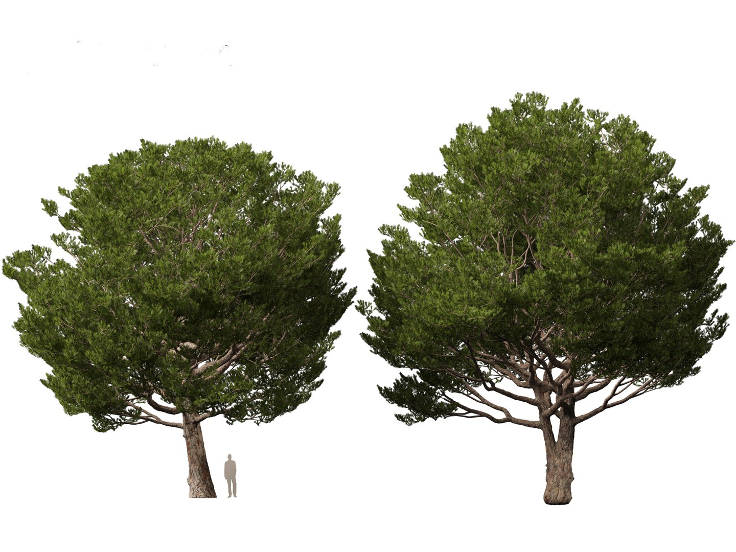 Pinus pinea - Stone pine 3D https://p.turbosquid.com/ts-thumb/XY/2NmDqk/1y/pinuspinea017/jpg/1695826392/1920x1080/fit_q87/ca50e3684a3a597aeae1388c0a5b96083217abd9/pinuspinea017.jpg