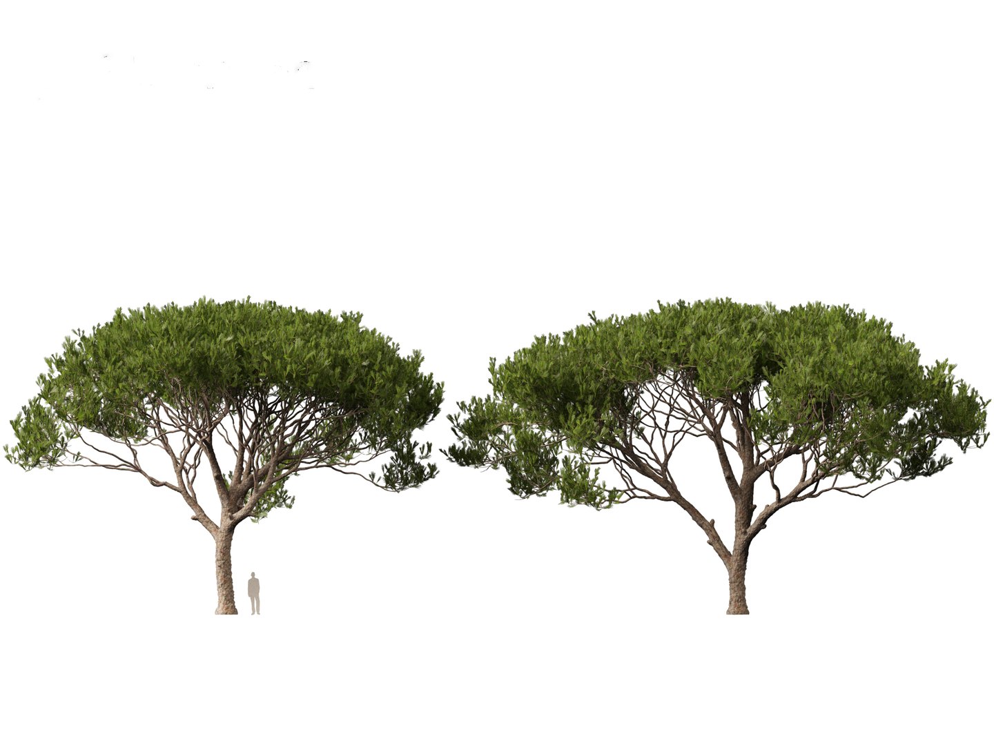 Pinus pinea - Stone pine 3D https://p.turbosquid.com/ts-thumb/XY/2NmDqk/2N/pinuspinea015/jpg/1695826375/1920x1080/fit_q87/6673eac1b9ba0d1d9c307f3a0289b3afa2a28101/pinuspinea015.jpg