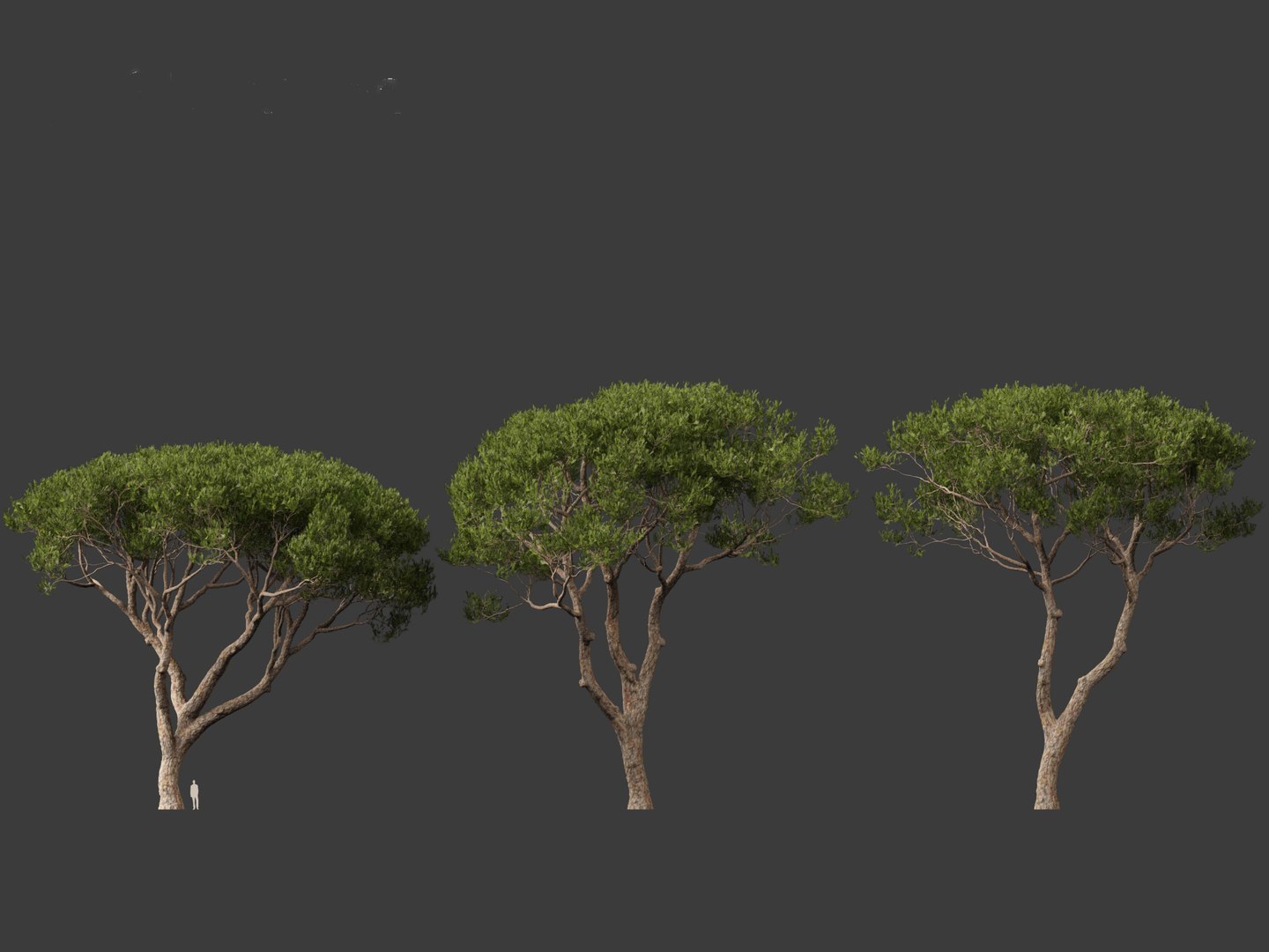 Pinus pinea - Stone pine 3D https://p.turbosquid.com/ts-thumb/XY/2NmDqk/4c/pinuspinea0110/jpg/1695826416/1920x1080/fit_q87/24708917fcd29a7c09ded11fd756b9345a0ec3e9/pinuspinea0110.jpg