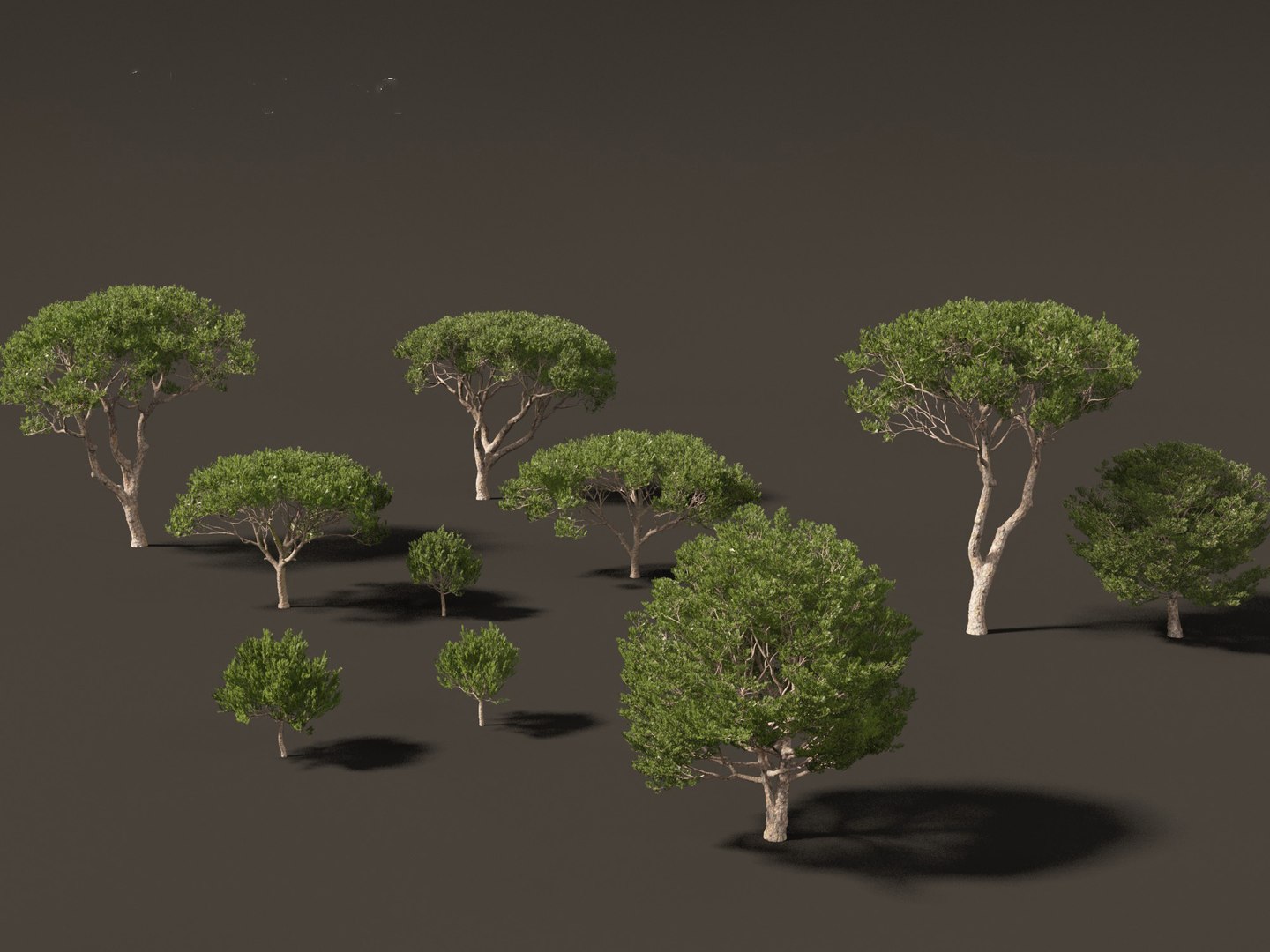 Pinus pinea - Stone pine 3D https://p.turbosquid.com/ts-thumb/XY/2NmDqk/6W/pinuspinea0112/jpg/1695826440/1920x1080/fit_q87/aedaf9fa859649e2751289b12bbcbbfcd97c5f95/pinuspinea0112.jpg