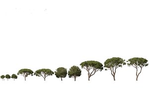 Pinus pinea - Stone pine 3D