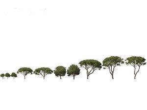 Pinus pinea - Stone pine