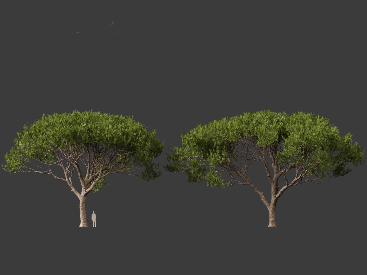 Pinus pinea - Stone pine 3D https://p.turbosquid.com/ts-thumb/XY/2NmDqk/Rl/pinuspinea016/jpg/1695826384/1920x1080/fit_q87/2f18cc5076200850dc4c9c9692c904beb07d880f/pinuspinea016.jpg