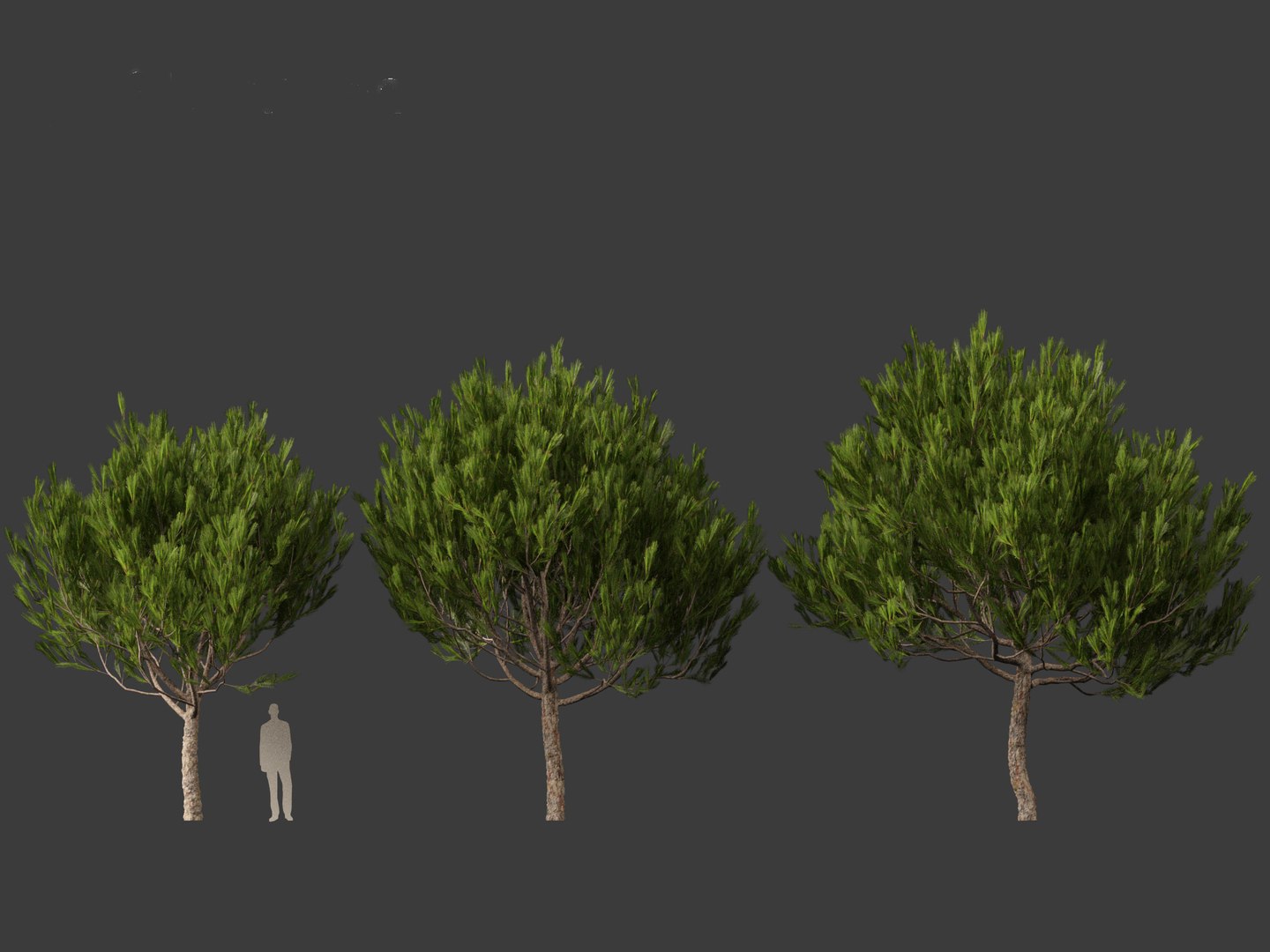 Pinus pinea - Stone pine 3D https://p.turbosquid.com/ts-thumb/XY/2NmDqk/gr/pinuspinea014/jpg/1695826368/1920x1080/fit_q87/8b4ac2a9bf8ab7ce7e40ca39907131de010a68a3/pinuspinea014.jpg