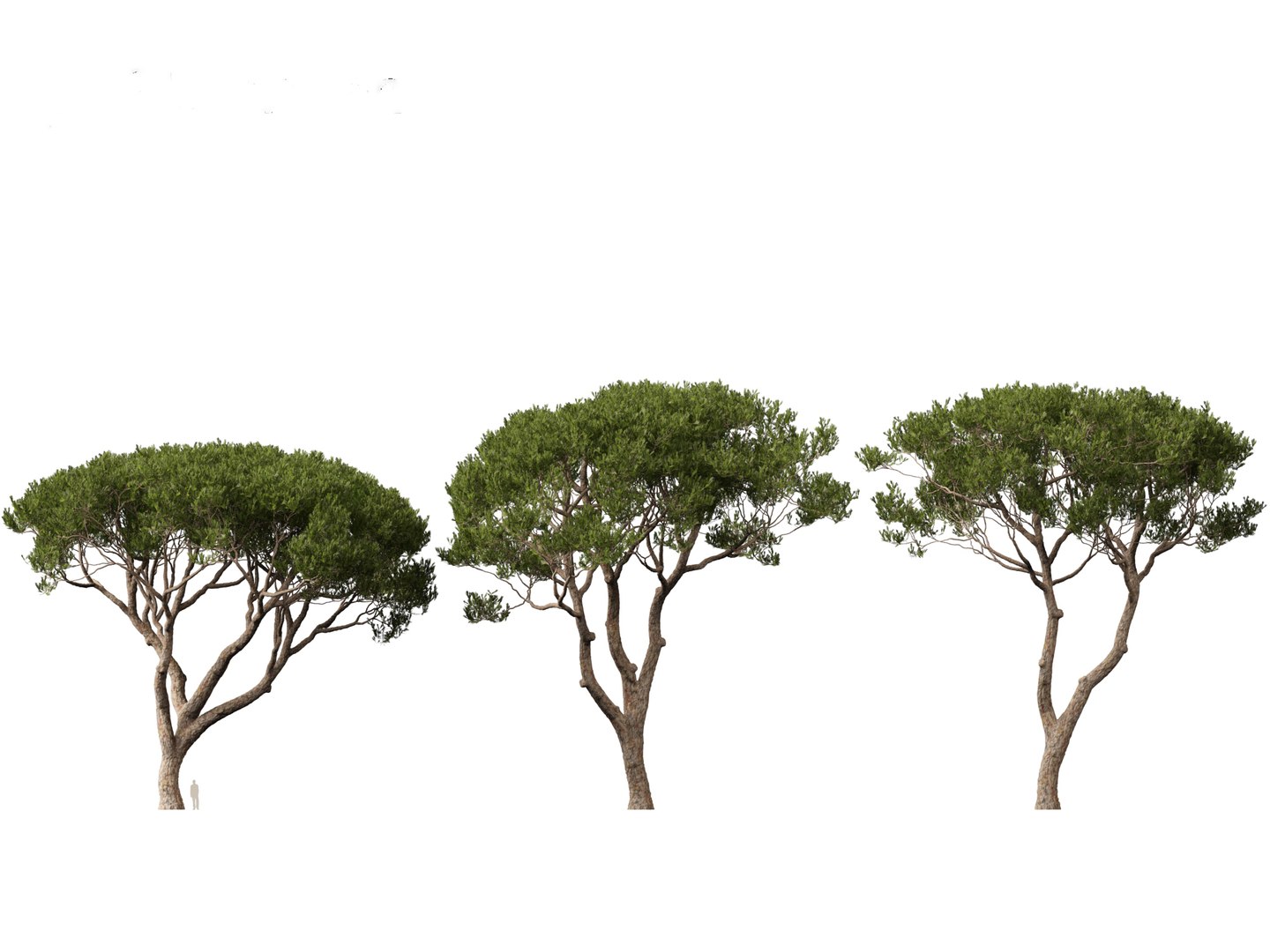 Pinus pinea - Stone pine 3D https://p.turbosquid.com/ts-thumb/XY/2NmDqk/hd/pinuspinea019/jpg/1695826407/1920x1080/fit_q87/a54eb8dbab7047a548a0374e0413fb6e05f18a5e/pinuspinea019.jpg