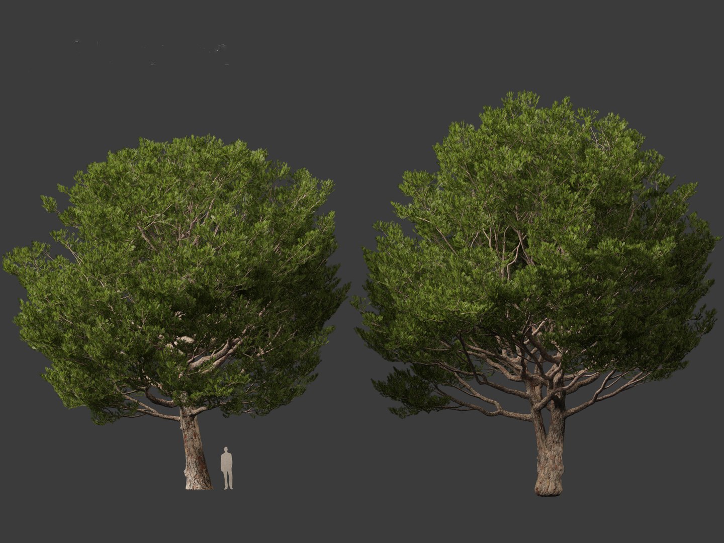 Pinus pinea - Stone pine 3D https://p.turbosquid.com/ts-thumb/XY/2NmDqk/pq/pinuspinea018/jpg/1695826398/1920x1080/fit_q87/ea4de4b67b411d28c66c3f8f91d4662d139c6dcf/pinuspinea018.jpg