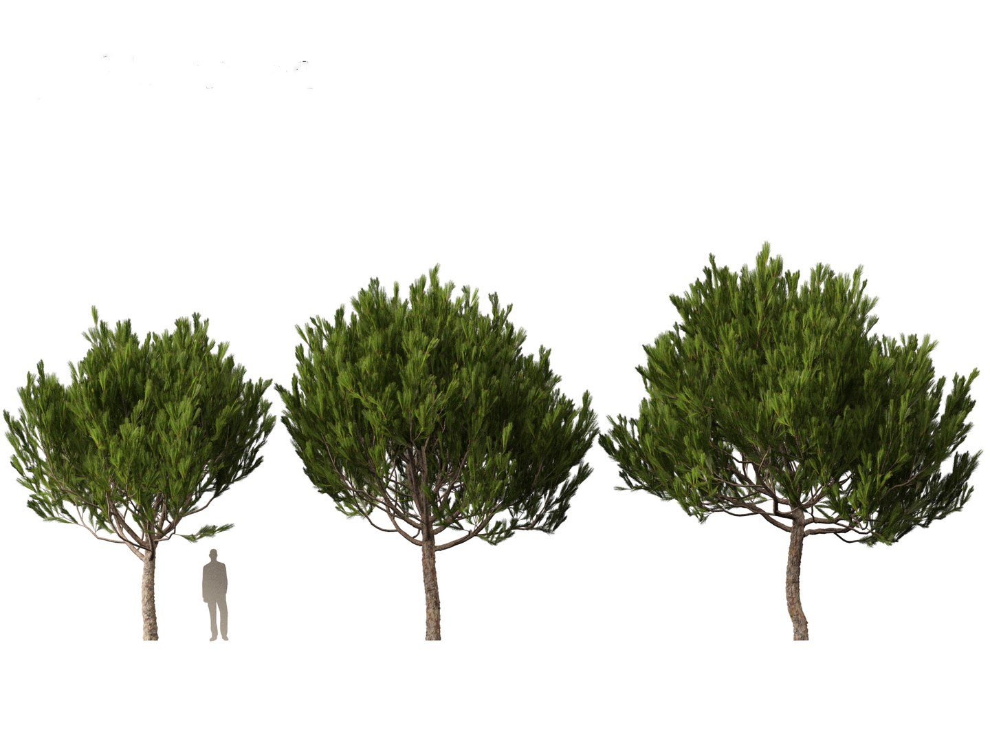 Pinus pinea - Stone pine 3D https://p.turbosquid.com/ts-thumb/XY/2NmDqk/qU/pinuspinea013/jpg/1695826362/1920x1080/fit_q87/f7655e1250990487e16ad732a6d9183a3e09cdd0/pinuspinea013.jpg