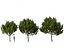 Pinus pinea - Pino piñonero
