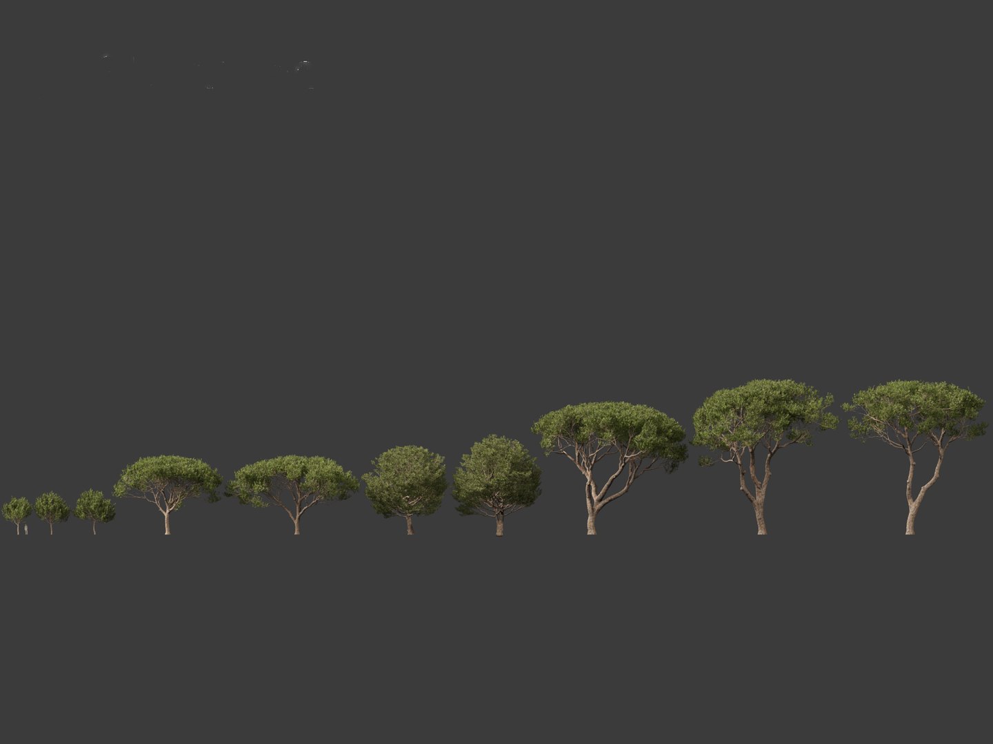 Pinus pinea - Stone pine 3D https://p.turbosquid.com/ts-thumb/XY/2NmDqk/qq/pinuspinea012/jpg/1695826355/1920x1080/fit_q87/9c653b590f6df67b7a272e944c276a12cf791d12/pinuspinea012.jpg