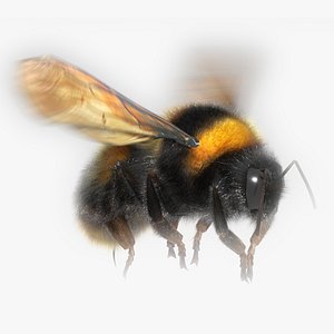 bee bumble 3D model