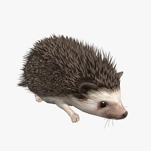 hedgehog 3D model