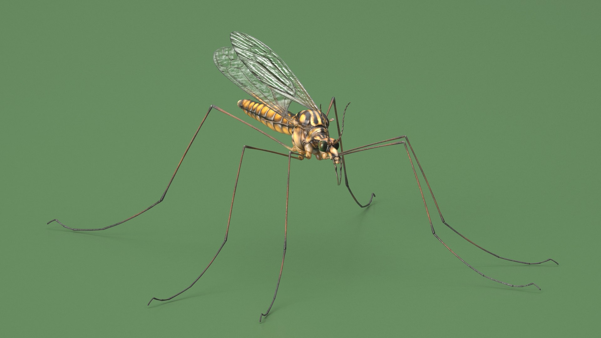 3D Model Crane Fly Gallinipper Mosquito Rigged For Maya - TurboSquid ...