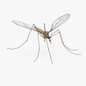 3D model Crane Fly Gallinipper Mosquito Rigged for Maya