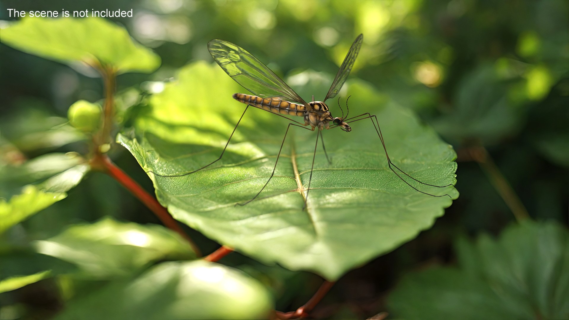 3D Model Crane Fly Gallinipper Mosquito Rigged For Maya - TurboSquid ...