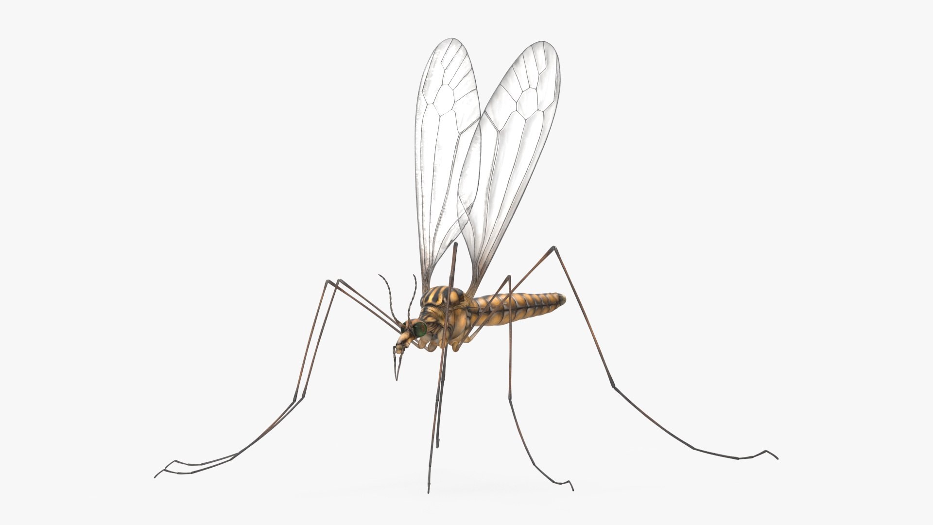 3D Model Crane Fly Gallinipper Mosquito Rigged For Maya - TurboSquid ...